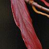 Nyssa sylvatica, fall color
