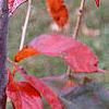 Nyssa sylvatica 'Red Fury', fall color