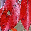 Nyssa sylvatica 'Red Fury', fall color