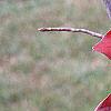 Nyssa sylvatica 'Red Fury', fall color
