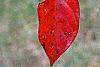 Nyssa sylvatica 'Red Fury', fall color