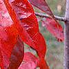 Nyssa sylvatica 'Red Fury', fall color