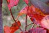 Nyssa sylvatica 'Red Fury', fall color