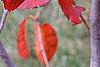 Nyssa sylvatica 'Red Fury', fall color