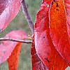 Nyssa sylvatica 'Red Fury', fall color