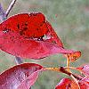 Nyssa sylvatica 'Red Fury', fall color