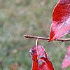Nyssa sylvatica 'Red Fury', fall color