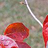 Nyssa sylvatica 'Red Fury', fall color