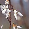 Abeliophyllum distichum, flowers