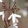 Abeliophyllum distichum, flowers