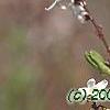 Abeliophyllum distichum, flowers