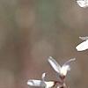Abeliophyllum distichum, flowers
