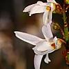 Abeliophyllum distichum, flowers