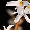 Abeliophyllum distichum, flowers
