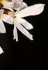 Abeliophyllum distichum, flowers