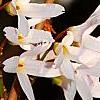 Abeliophyllum distichum, flowers