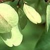 Abeliophyllum distichum, fruit
