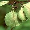 Abeliophyllum distichum, fruit