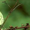 Abeliophyllum distichum, fruit