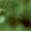 Abeliophyllum distichum, fruit