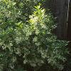 Chionanthus virginicus, habit