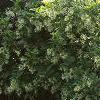 Chionanthus virginicus, habit