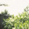Chionanthus virginicus, habit