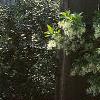 Chionanthus virginicus, habit