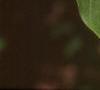 Chionanthus virginicus, leaves