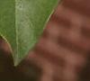 Chionanthus virginicus, leaves