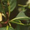 Chionanthus virginicus, leaves