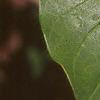 Chionanthus virginicus, leaves