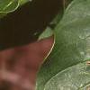 Chionanthus virginicus, leaves