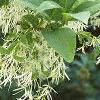 Chionanthus virginicus, flowers