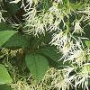 Chionanthus virginicus, flowers