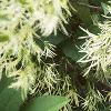Chionanthus virginicus, flowers