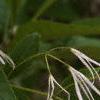 Chionanthus virginicus, flowers