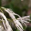 Chionanthus virginicus, flowers