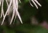 Chionanthus virginicus, flowers