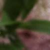Chionanthus virginicus, flowers