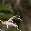Chionanthus virginicus, flowers