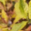 Chionanthus virginicus, fall color