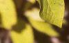 Chionanthus virginicus, fall color