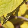 Chionanthus virginicus, fall color