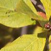 Chionanthus virginicus, fall color