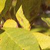 Chionanthus virginicus, fall color
