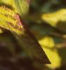 Chionanthus virginicus, fall color