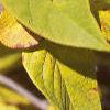 Chionanthus virginicus, fall color
