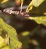 Chionanthus virginicus, fall color
