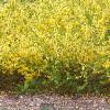 Forsythia 'Arnold Dwarf', habit